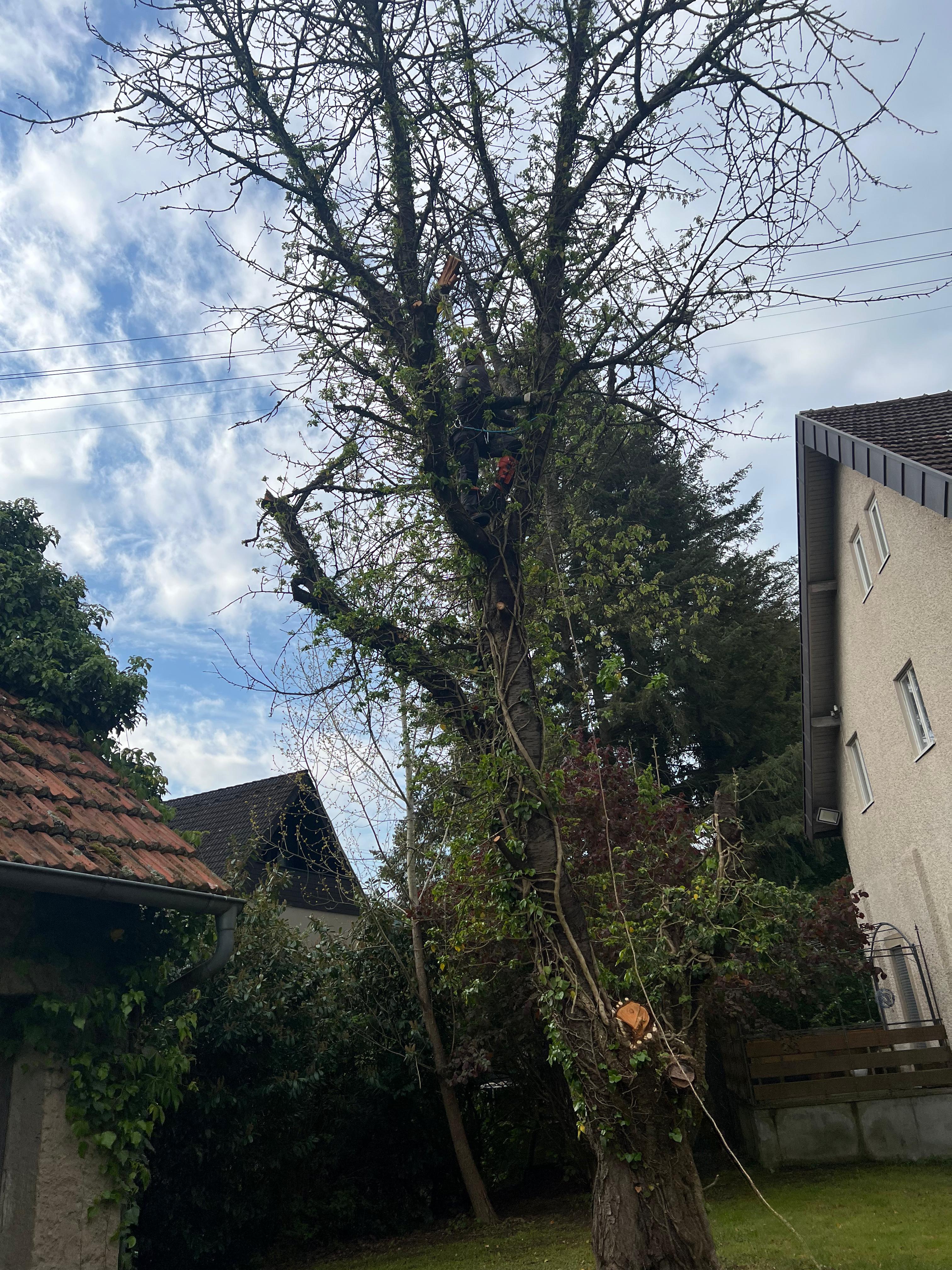 Mitarbeiter von Watan Gartenservice beim Baumrückschnitt in Hardheim