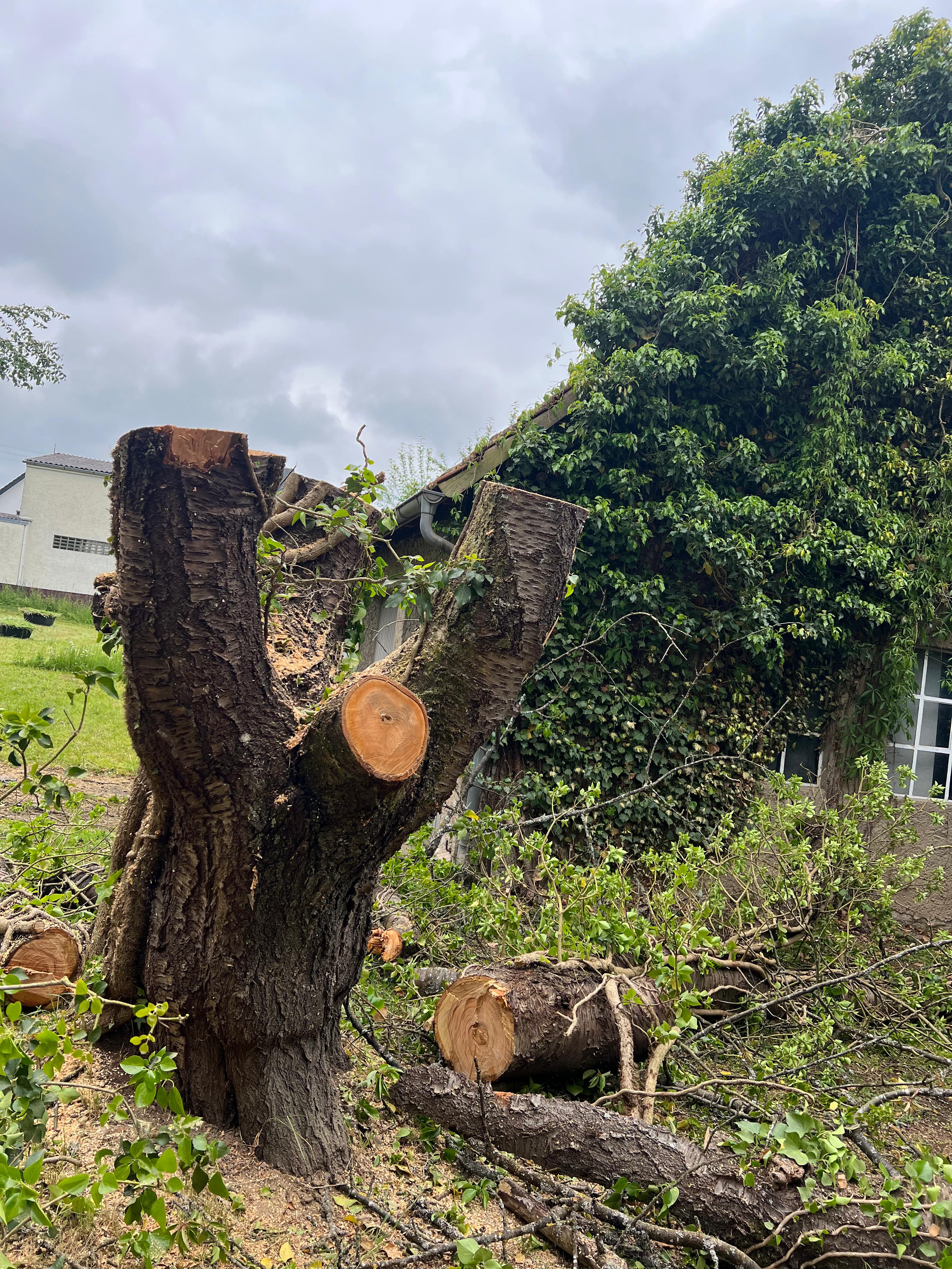Zurückgeschnittener Baum mit abgenommenen Stamm- und Astteilen in Hardheim